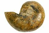 Cut & Polished Jurassic Nautilus Fossil (Half) - Madagascar #339275-1